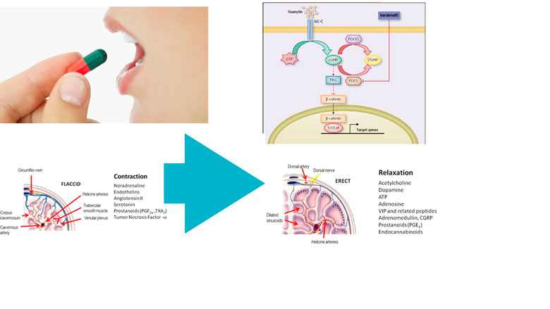 Преимущества Левитры Преимущества Левитры