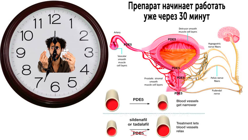 Тадалафил через сколько начинает действовать