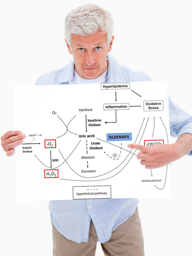 Механизм действия силденафила